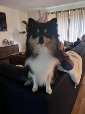 small dog, not as easy as it looks