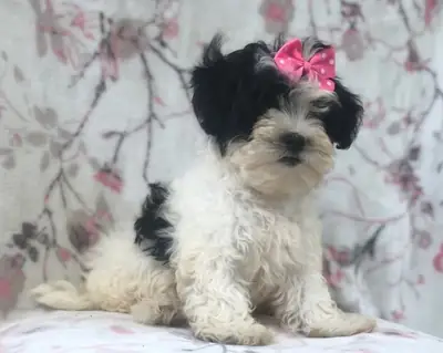 准备回家的马尔提普犬幼犬