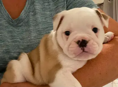 İngiliz bulldog yavruları mevcut ve yeni evlerine gitmeye hazır!!!
