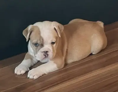 Mevcut İngiliz bulldogları