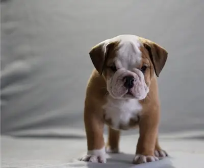 İngiliz bulldog yavruları mevcut ve yeni evlerine gitmeye hazır!!!