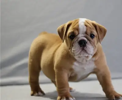 Güzel İngiliz bulldog yavruları mevcut