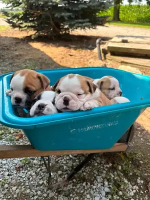 Safkan İngiliz Bulldog Yavruları