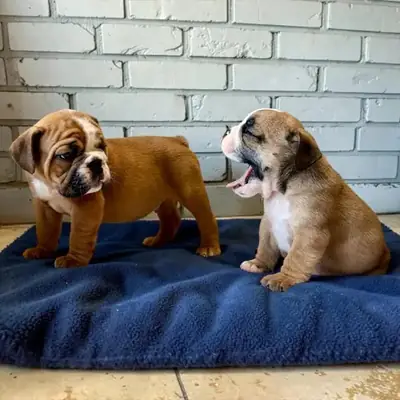 Sağlıklı Olde English Bulldogge Yavruları