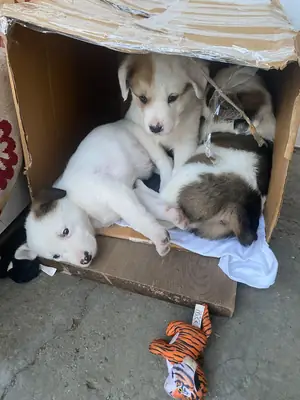 anne köpek doğrudu fakat yeterince zaman ayıramıyoruz