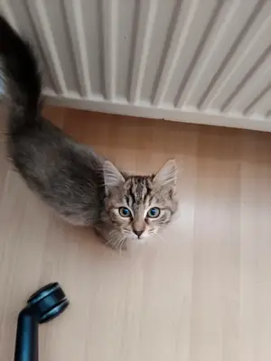 Tekir kedi ev bir kedi