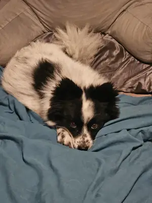 pomeranian evladımızı sahiplendirmemiz gerekiyor