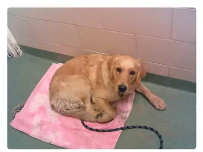 çok iyi huylu ama yalnız kalıyor