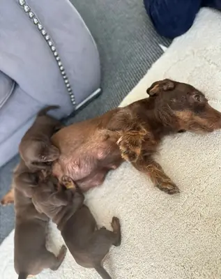 Preciosos cachorros de teckel