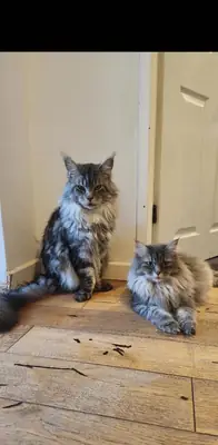Maine Coon Yavruları