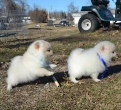 Cachorros Pomerania adorables listos para ser adoptados.