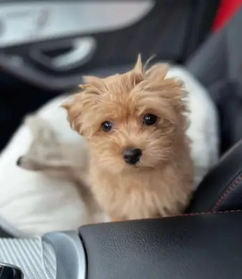 Poodle'lar yeni bir ev bekliyor.