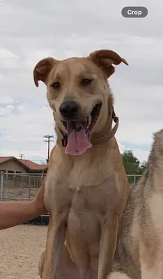 perro mestizo, necesita un hogar estable