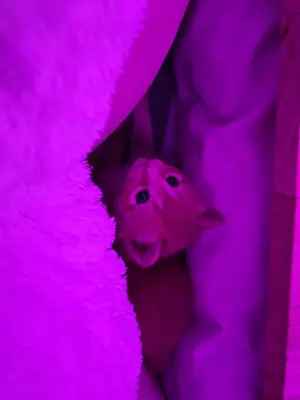 evcil kedi, sakin ve temiz