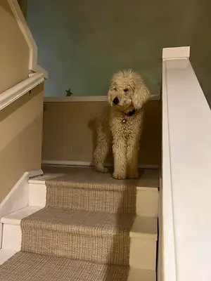 caniche, más cuidado del que esperábamos