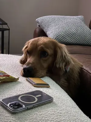 perro bueno, pero pasa mucho tiempo solo