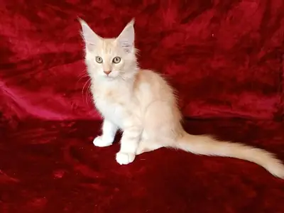 Maine Coon: