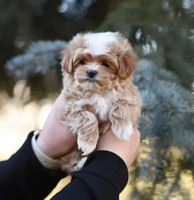 Štěňata pudla k adopci zdarma