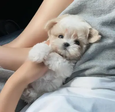 Adoption of toy poodle - we had a lovely...