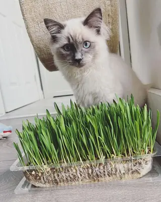Ragdollkedi