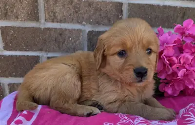 Golden Retriever puppies