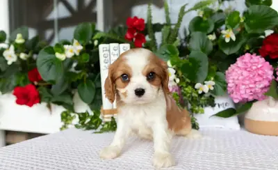 Cavalier King Charles Spaniel