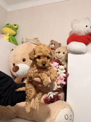 Toy poodle 
