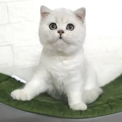 Gatita de raza British Shorthair busca nuevo hogar de inmediato.