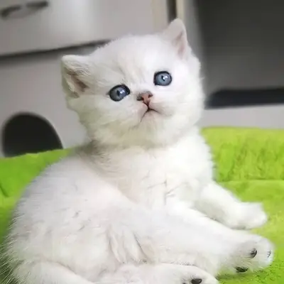Sevimli British Shorthair yavrularımız şu anda 12 haftalık.