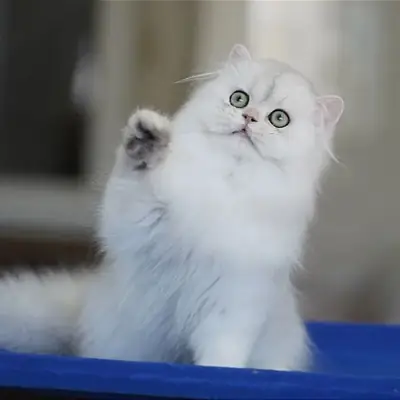 Sus padres son gatos de raza pura (British Shorthair)