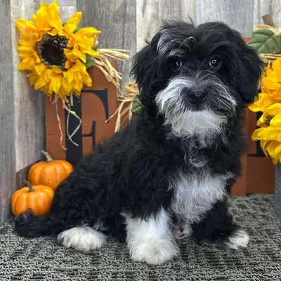 Pearl Havanese