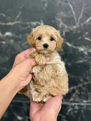 Toy Maltipoo Puppy Looking For Home