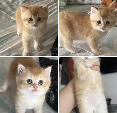 Chiots Golden Retriever et British Shorthair disponibles.