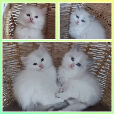 Göz alıcı saf ragdoll yavru kediler