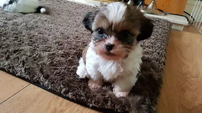 Shih Tzu puppies ready  now