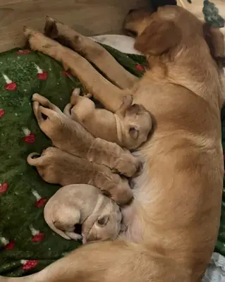 READY TO LEAVE Litter of Golden Retriever puppies