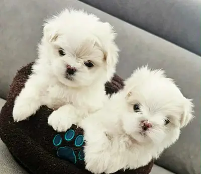 4 months old Maltese for adoption 
