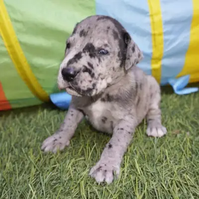 Great dane puppies available now