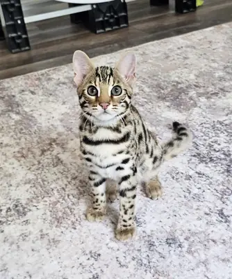 Lindo gato bengalí
