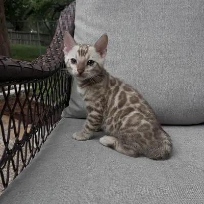 Chat bengal