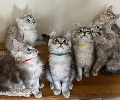 Saf Maine Coon yavruları evlat edinme için
