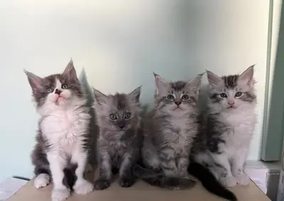 可爱的缅因猫小猫
