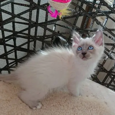 迷人的纯种布偶猫小猫