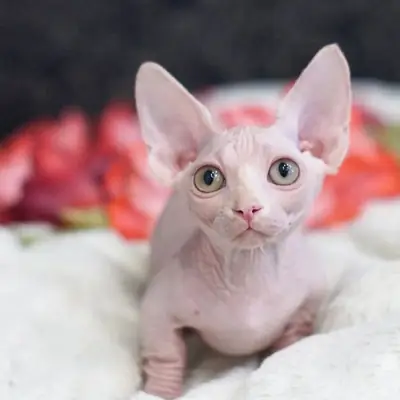 Sphynx yavruları HAZIR ŞU AN