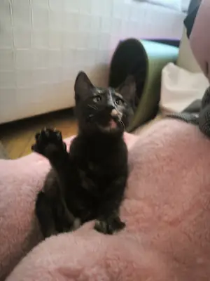 We are looking for a home for a cute, compatible, calm tabby