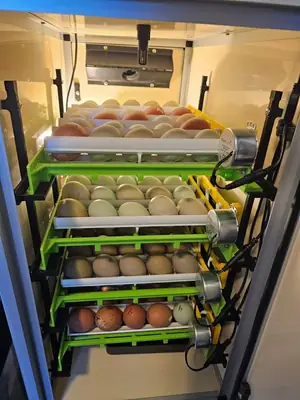 Huevos de loro fertilizados en venta