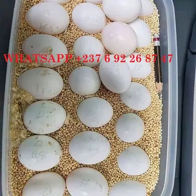 Perroquets de haute qualité et œufs de perroquet fertiles à vendre