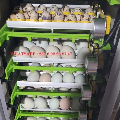 Oeufs de perroquet à vendre