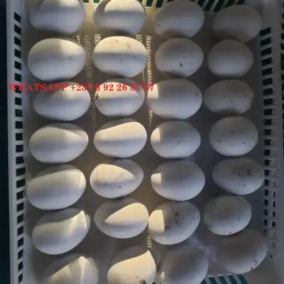 Üst Düzey Kalitede Papağanlar ve Verimli Papağan Yumurtaları Satılık