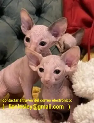 Mavi gözlü Sphynx kedicikleri — Şimdi mevcut